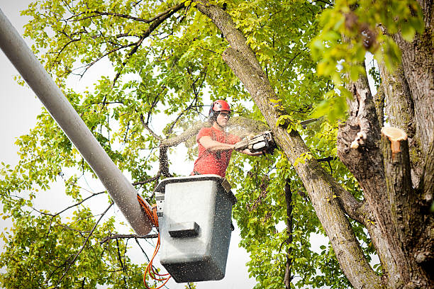 How Our Tree Care Process Works  in  San Pablo, CA